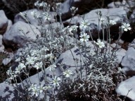 Cerastium candidissimum