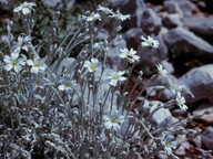 Cerastium candidissimum