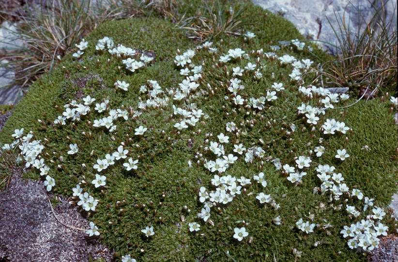 Minuartia stellata