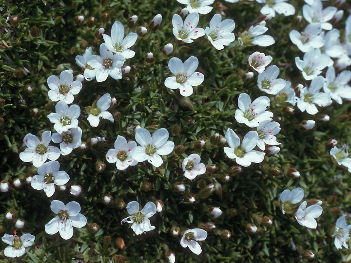 Minuartia stellata