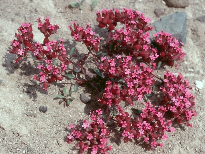 Saponaria sp.