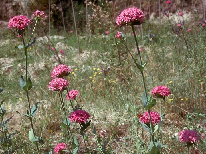 Silene compacta