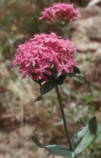 Silene compacta