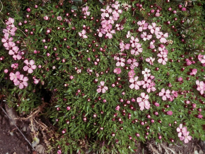 Silene acaulis