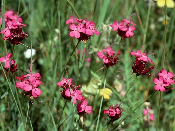 Dianthus carthusianorum