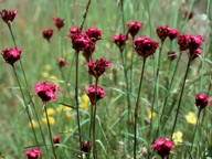 Dianthus carthusianorum