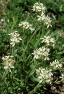 Saponaria lutea