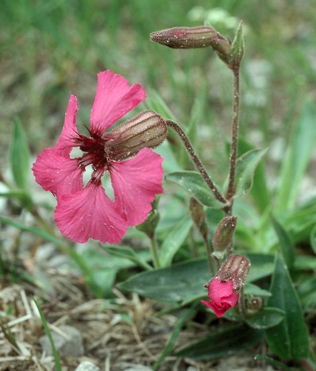 Silene elizabethae