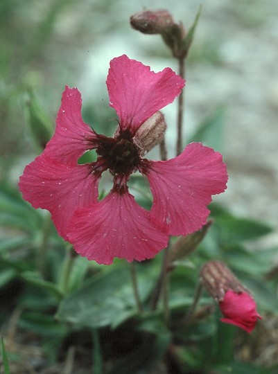 Silene elizabethae