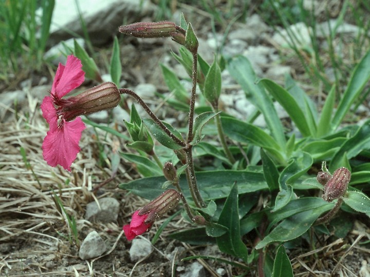 Silene elizabethae