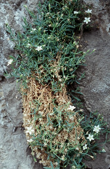 Moehringia insubrica