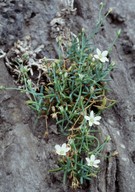 Moehringia insubrica