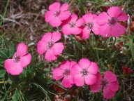 Dianthus neglectus