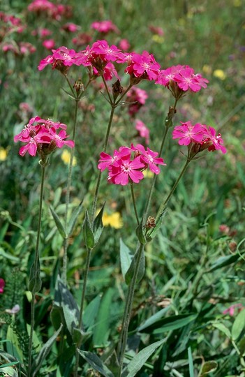 Lychnis flos-jovis