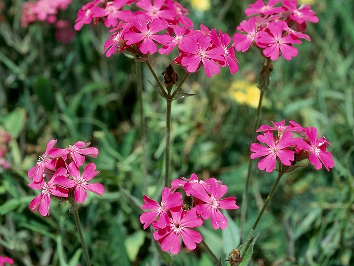 Lychnis flos-jovis