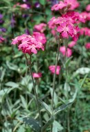 Lychnis flos-jovis