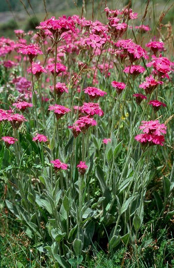 Lychnis flos-jovis