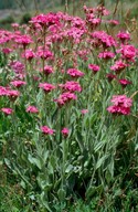 Lychnis flos-jovis