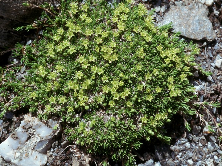 Minuartia sedoides