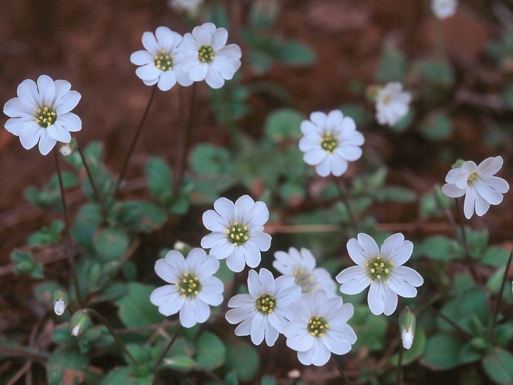 Cerastium scaposum