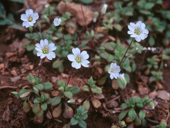 Cerastium scaposum