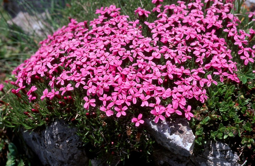 Silene acaulis