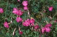 Dianthus sylvestris