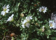 Cerastium alpinum