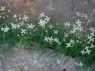 Moehringia muscosa