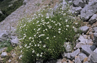 Moehringia austriaca