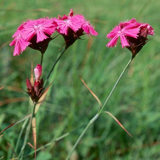 Dianthus carthusianorum