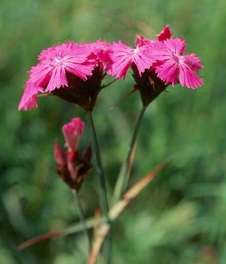 Dianthus carthusianorum