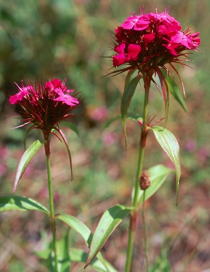 Dianthus barbatus