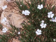 Silene quadripunctata