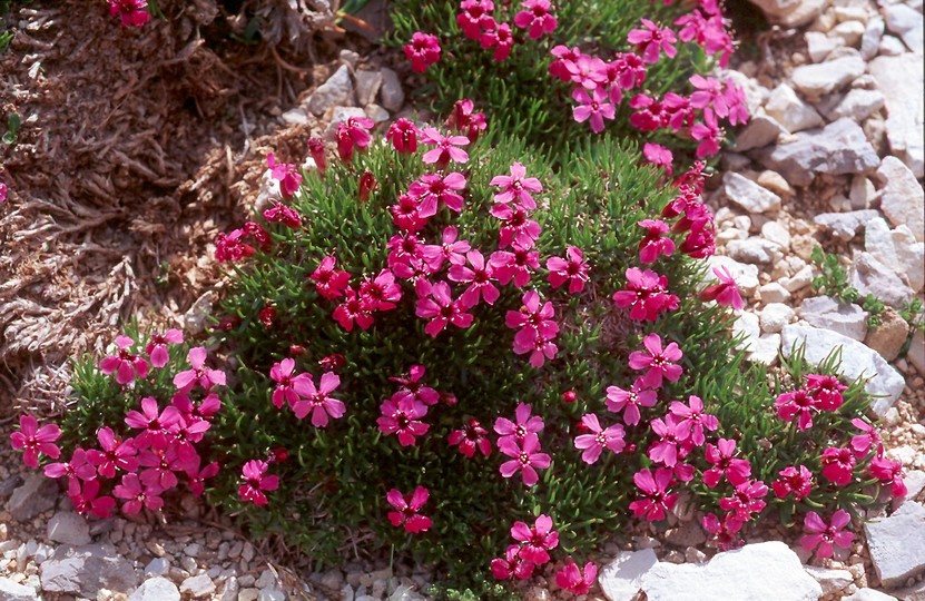 Silene acaulis