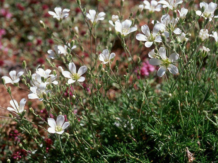 Minuartia laricifolia