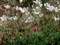 Minuartia laricifolia