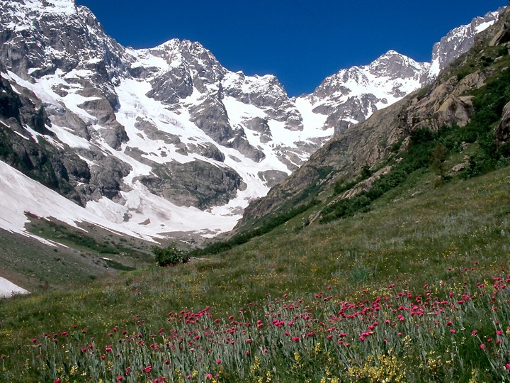 Lychnis flos-jovis