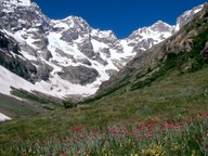 Lychnis flos-jovis