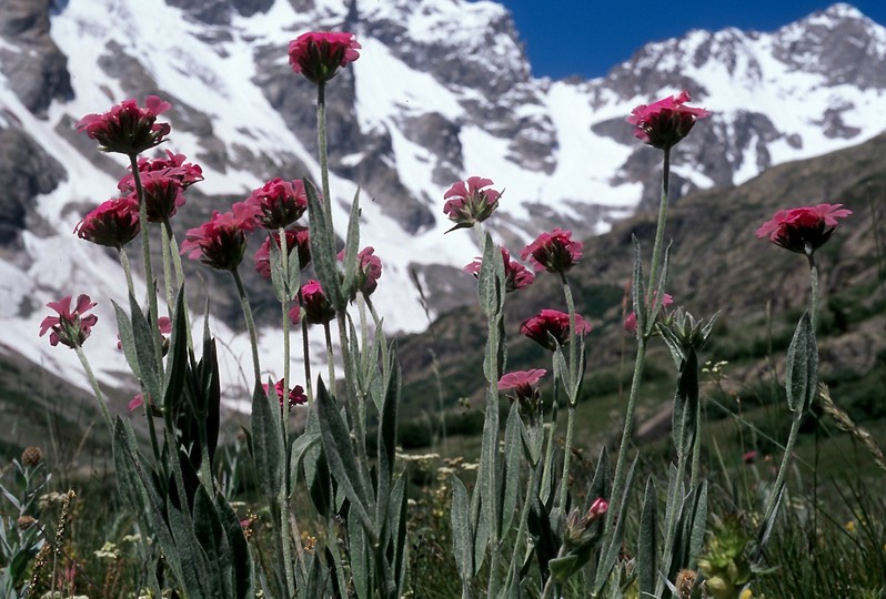 Lychnis flos-jovis