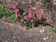 Lychnis alpina