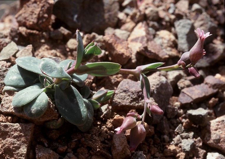 Silene laevigata