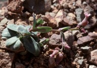 Silene laevigata