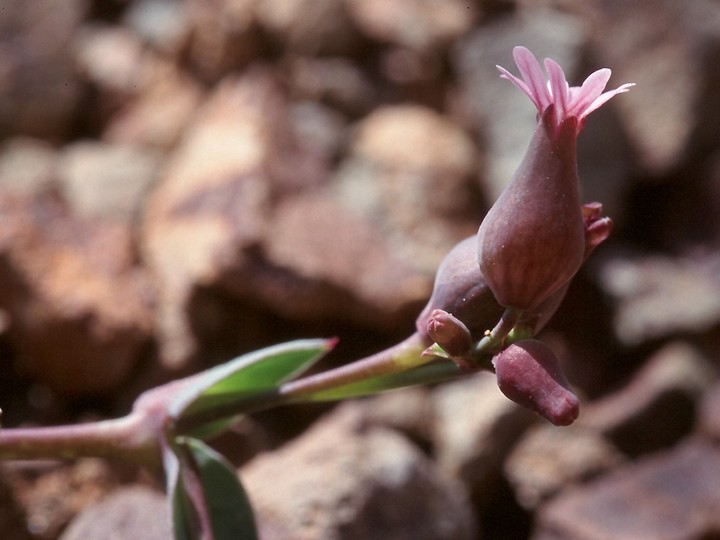 Silene laevigata