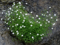 Silene pusilla