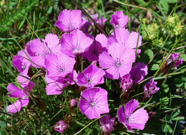 Dianthus glacialis