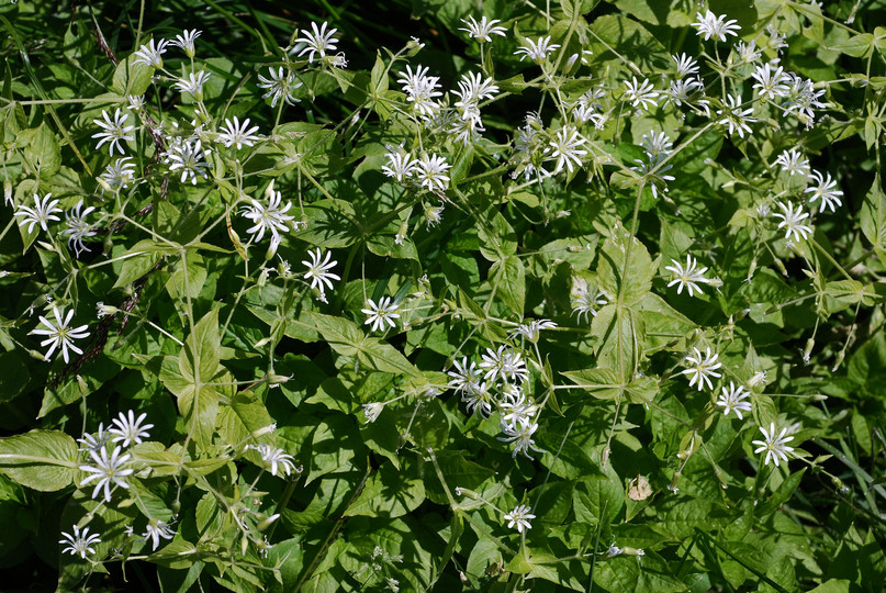 Stellaria nemorum