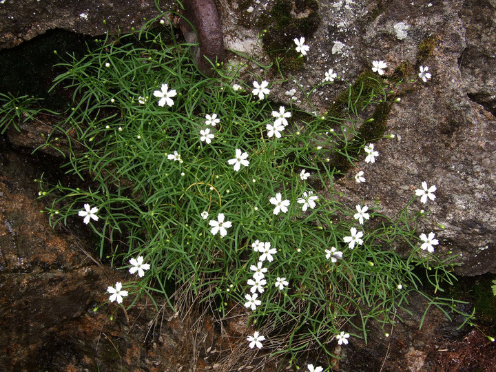 Silene pusilla