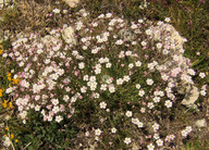 Gypsophila repens