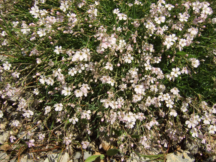 Gypsophila repens